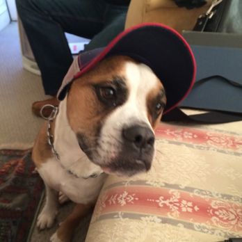 Pet Nanny Main Line - Dog Walkers Near Me - Wayne, Pennsylvania Pet Nanny Main Line - Dog Walkers Near Me - Wayne, Pennsylvania
