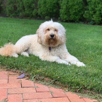 The Classy Canine - Cubby in South Hampton. #ClassyCanine - Pet Groomers Near Me - Southampton, New York The Classy Canine - Cubby in South Hampton. #ClassyCanine - Pet Groomers Near Me - Southampton, New York