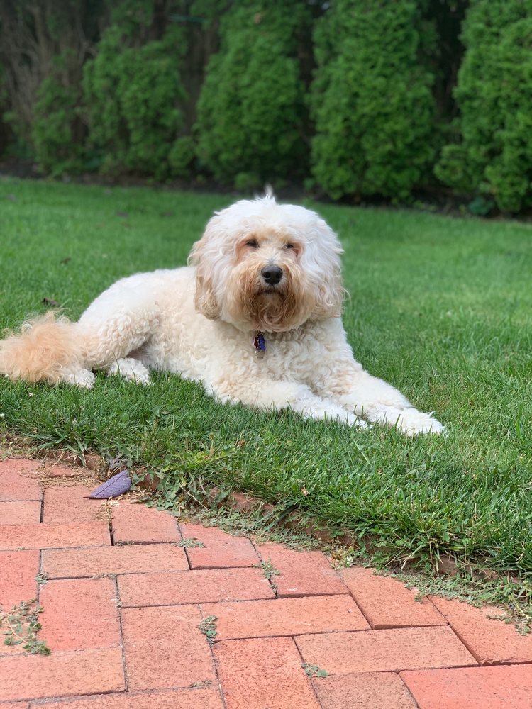 The Classy Canine Image
