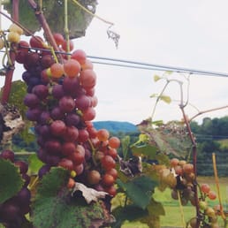 Sweet sweet grapes ! Sweet sweet grapes !