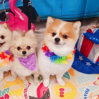 Live Love Pet - Pet Groomers Near Me - Honolulu, Hawaii Live Love Pet - Pet Groomers Near Me - Honolulu, Hawaii
