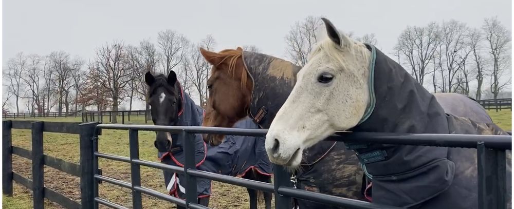 Altorac Farm - equestrian in Lexington, KY