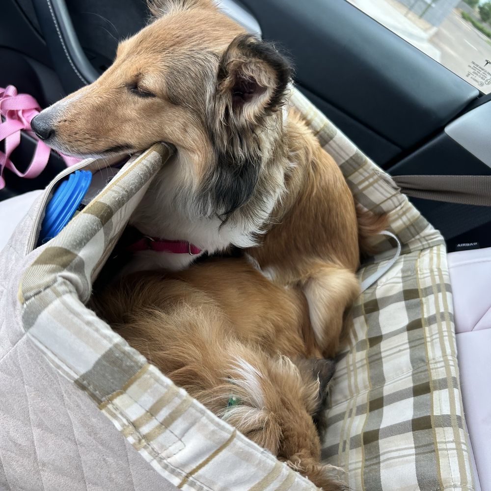 Pardise Dogs 24/7 - Pups sleepy after playing - Pet Groomers Near Me - Phoenix, Arizona