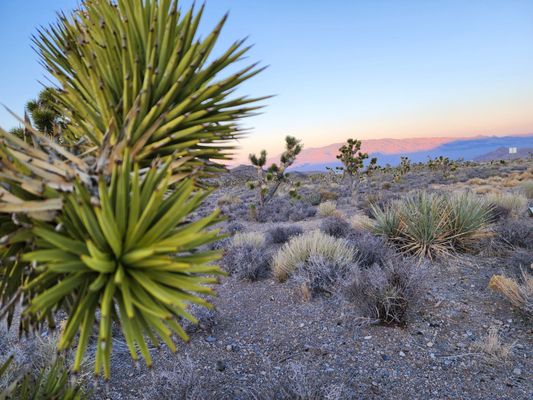 Lee Canyon by null