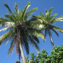 Amy Greenwell Ethnobotanical Garden