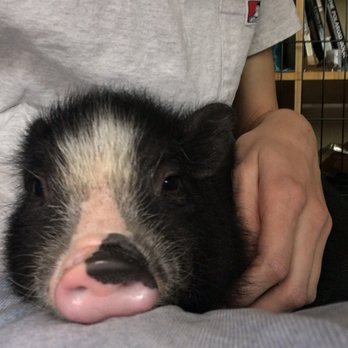 SoCalMiniPigs - Pet Breeders Near Me - Valley Center, California