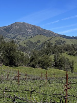 Storybook Mountain Winery by null
