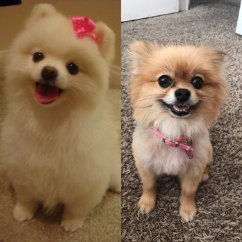 Petco - on the left was what i asked for (the style and cut of the fur) and on the right was what i got. unbelievable. - Pet Stores Near Me - Citrus Heights, California