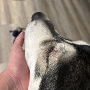 Veterinary Emergency Center - Our dog had an allergic reaction to some kind of bite. - Veterinarians Near Me - Redlands, California Veterinary Emergency Center - Our dog had an allergic reaction to some kind of bite. - Veterinarians Near Me - Redlands, California