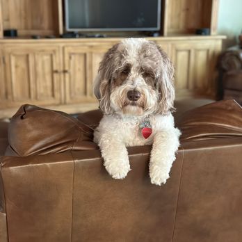 Zoom Room Dog Training - Pet Training Near Me - Belmont, California Zoom Room Dog Training - Pet Training Near Me - Belmont, California