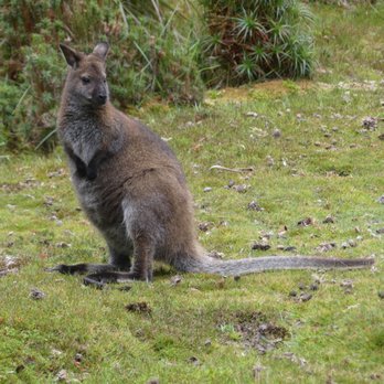 Cradle Mountain National Park - Guest Houses Near Me - Cradle Mountain, TAS