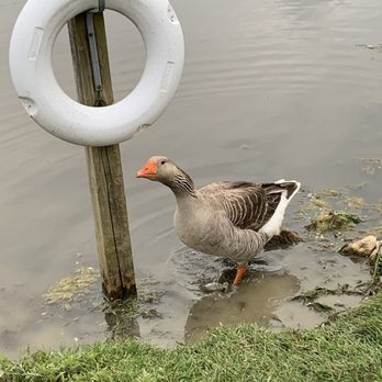 Pizza Hut - a goose standing in the water next to a life preserver - Pizza Near Me - Ashland, Ohio Pizza Hut - a goose standing in the water next to a life preserver - Pizza Near Me - Ashland, Ohio