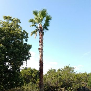 The Tree Guys - Palm Tree Clean - Tree Services Near Me - Buda, Texas