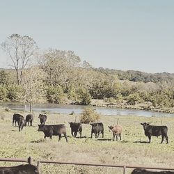 AH Farms - Fall 2020 calves out on new pasture