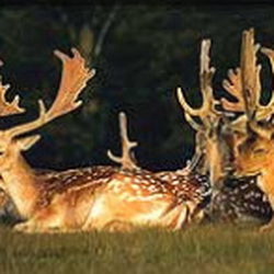 Richmond Park Hotel
