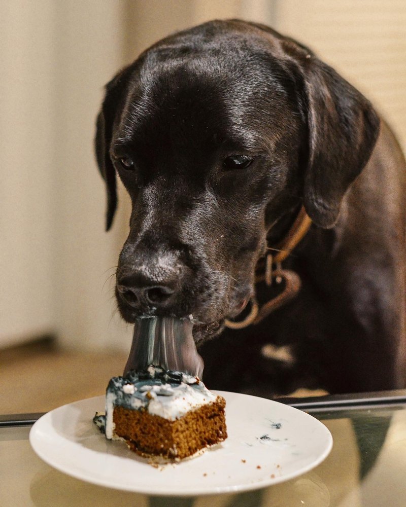 THE ORIGINAL PAW PLEASERS Updated October 2024 425 Photos & 203