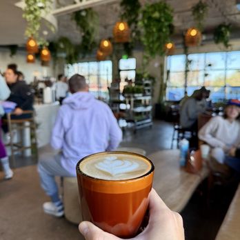 Palomino Coffee - Latte - Coffee Roasteries Near Me - Austin, Texas