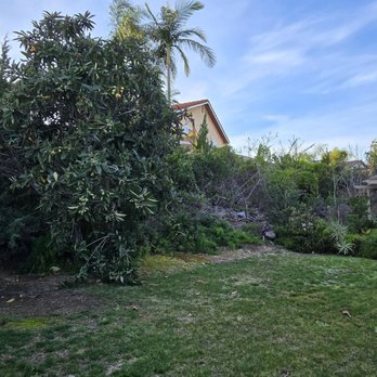 Mtz Tree Service - The jungle in the backyard with the pergola in the distance. - Tree Services Near Me