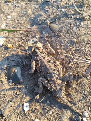 Palo Alto Battlefield National Historical Park by null