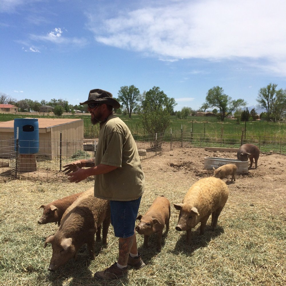 Wheeler Farm - Pigs for organic pork - Farms Near Me Wheeler Farm - Pigs for organic pork - Farms Near Me