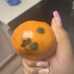 Fry's Food And Drug - Mold