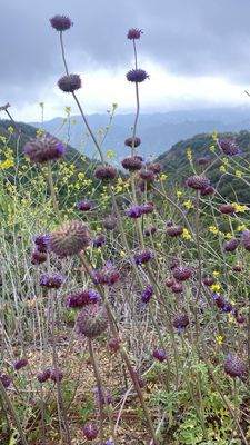 Temescal Gateway Park, Mountains Recreation & Conservation Authority by null