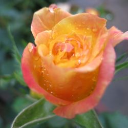 A Visconti Inc - Lemon yellow rose with pink edging