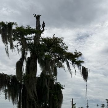 CatBoat Adventure Tours - Boat Tours Near Me - Mount Dora, Florida CatBoat Adventure Tours - Boat Tours Near Me - Mount Dora, Florida