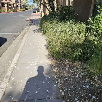 Az New Leaf Landscaping - Lawn Services Near Me Az New Leaf Landscaping - Lawn Services Near Me