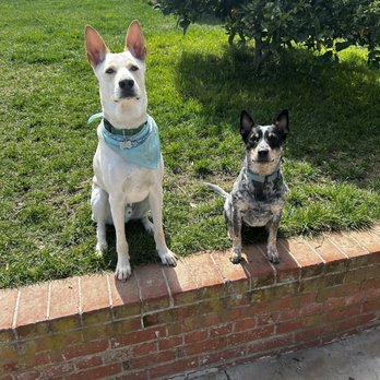 Dogs Without Borders - Community Service/Non-Profit Near Me
