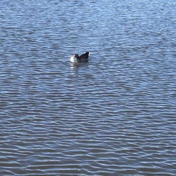 Ragin Cajun Airboat Tours - Birds lovingly referred to as "stupid chickens." - Boat Tours Near Me - Luling, Louisiana Ragin Cajun Airboat Tours - Birds lovingly referred to as "stupid chickens." - Boat Tours Near Me - Luling, Louisiana