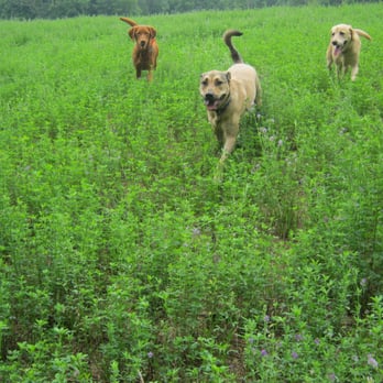 Doghouse - Pet Sitting Near Me - Whitmore Lake, Michigan