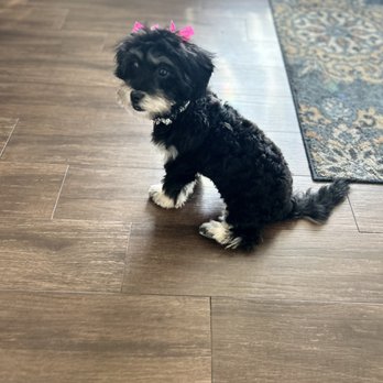 Bark 'N Bathe - Molly after - Pet Groomers Near Me - Whittier, California