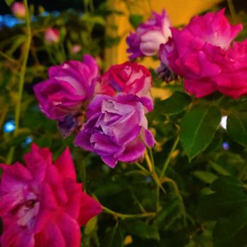 Il Gatto - Outdoor flowers - Italian Near Me - La Habra, California Il Gatto - Outdoor flowers - Italian Near Me - La Habra, California