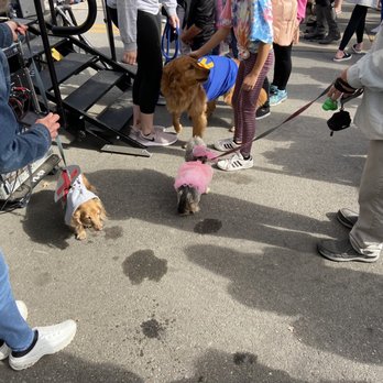 Easton Pet Parade - Festivals Near Me - Columbus, Ohio