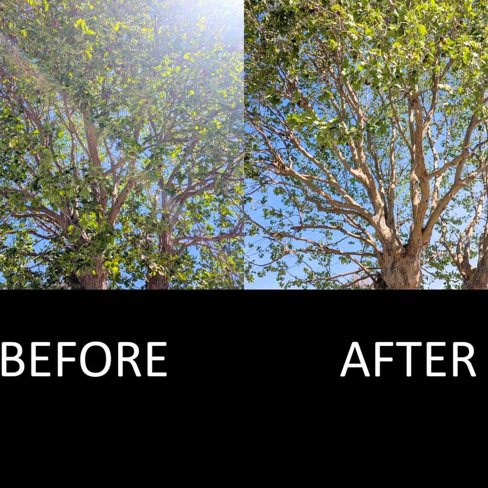 The Tree Brothers - Before and After, crown lifitng and thining. Closer up photo of the branches. - Tree Services Near Me - Salinas, California The Tree Brothers - Before and After, crown lifitng and thining. Closer up photo of the branches. - Tree Services Near Me - Salinas, California