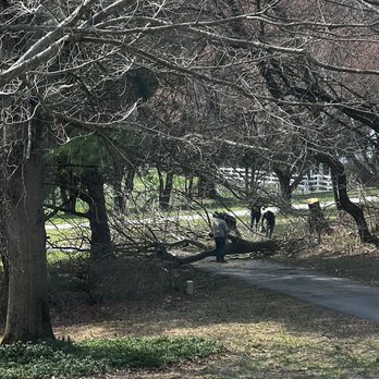 1 Tree Service - Working on 4 mature tree removal. - Tree Services Near Me - Glen Burnie, Maryland 1 Tree Service - Working on 4 mature tree removal. - Tree Services Near Me - Glen Burnie, Maryland
