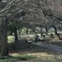 Photo of 1 Tree Service