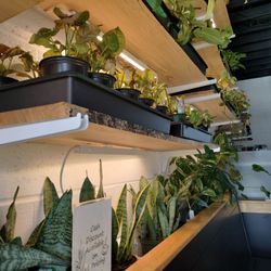 Pure Roots - Small plants for sale as decor @ Pure Roots/ Hamburg, NY