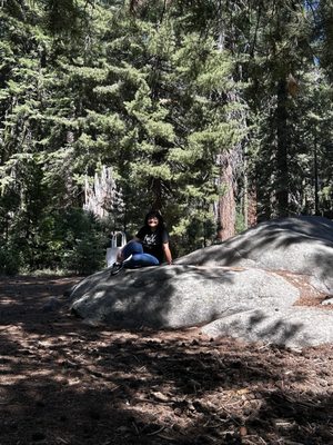 General Sherman Tree by null