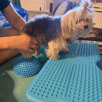 Holistic Pet Physical Therapy - Balancing - Holistic Animal Care Near Me Holistic Pet Physical Therapy - Balancing - Holistic Animal Care Near Me