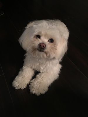 low cost pet clinic tidwell