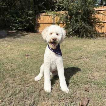 VIP Dog Hotel - Happy boy! - Pet Groomers Near Me - Dallas, Texas VIP Dog Hotel - Happy boy! - Pet Groomers Near Me - Dallas, Texas