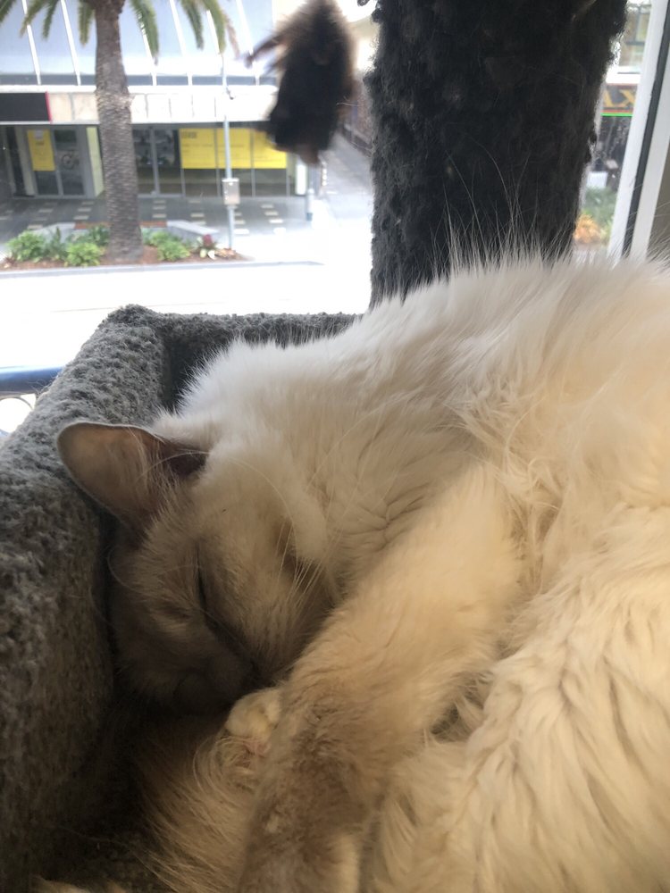 CRAZY CAT CAFE Updated March 2025 3131 Surfers Paradise Blvd, Surfers Paradise Queensland