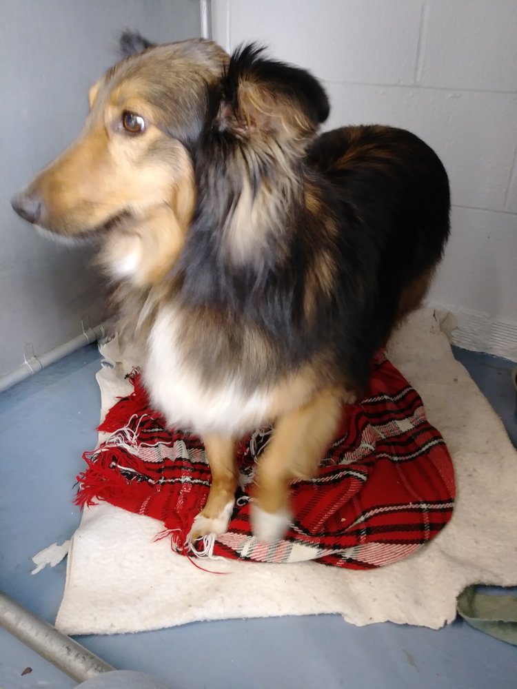 FOX CHASE KENNELS Updated August 2024 11 Photos 2455 Somerset