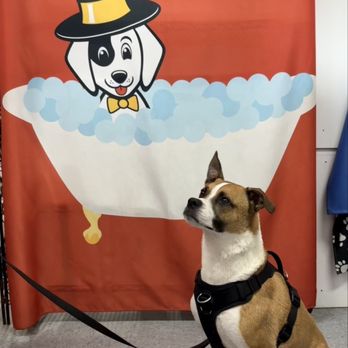 The Doggie Spa - So handsome - Pet Groomers Near Me - Huntington Beach, California