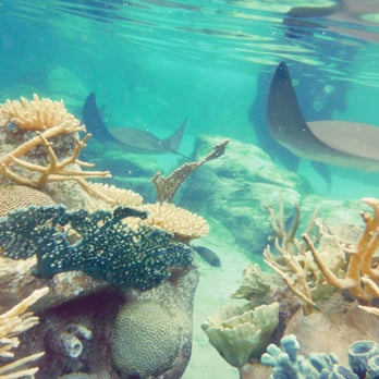 Discovery Cove - Bring a waterproof camera! Snorkeling in the Grand Reef ;) - Amusement Parks Near Me - Orlando, Florida Discovery Cove - Bring a waterproof camera! Snorkeling in the Grand Reef ;) - Amusement Parks Near Me - Orlando, Florida