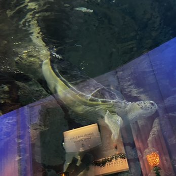 Shedd Aquarium - Aquariums Near Me - Chicago, Illinois