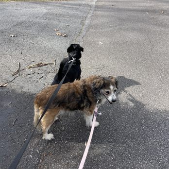 GoFetchGo Franklin - Walks with Diggy and Elayna - Pet Sitting Near Me