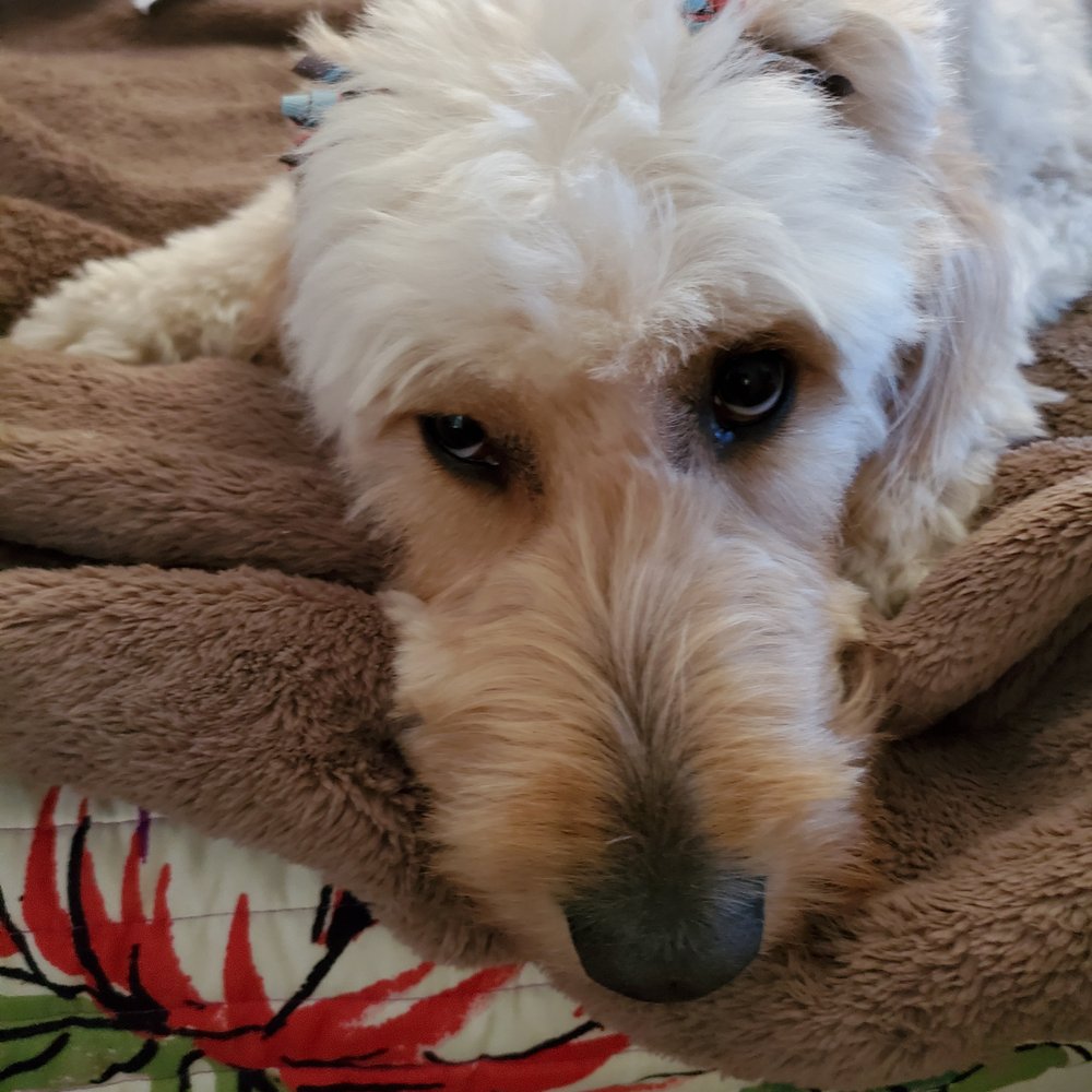 This is my baby, 2 year old name Charleston. They make sure she stay healthy. She gets away with everything because, come on, just cuteness